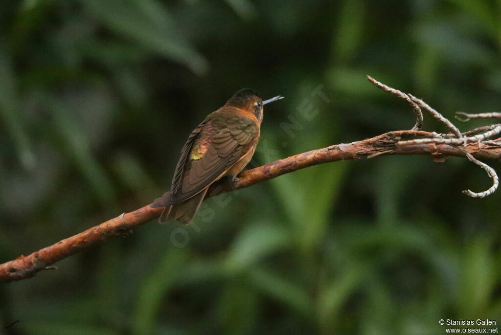 Shining Sunbeam male adult breeding