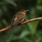 Colibri étincelant