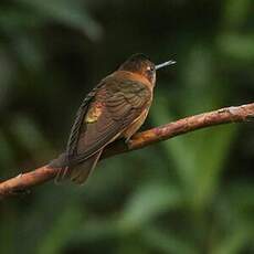 Colibri étincelant