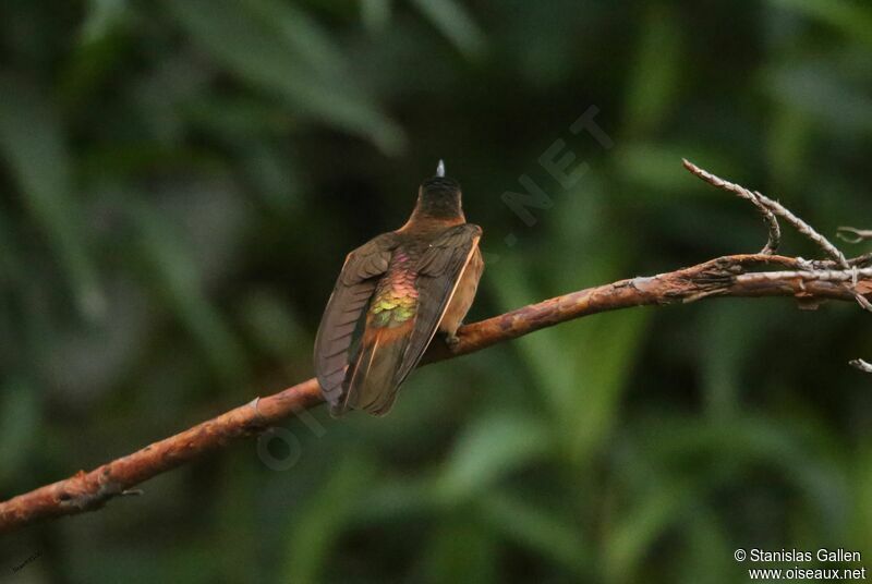 Colibri étincelant mâle adulte nuptial, parade