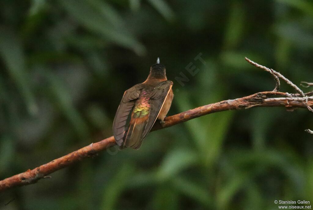 Colibri étincelant mâle adulte nuptial, parade