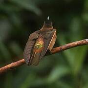 Colibri étincelant