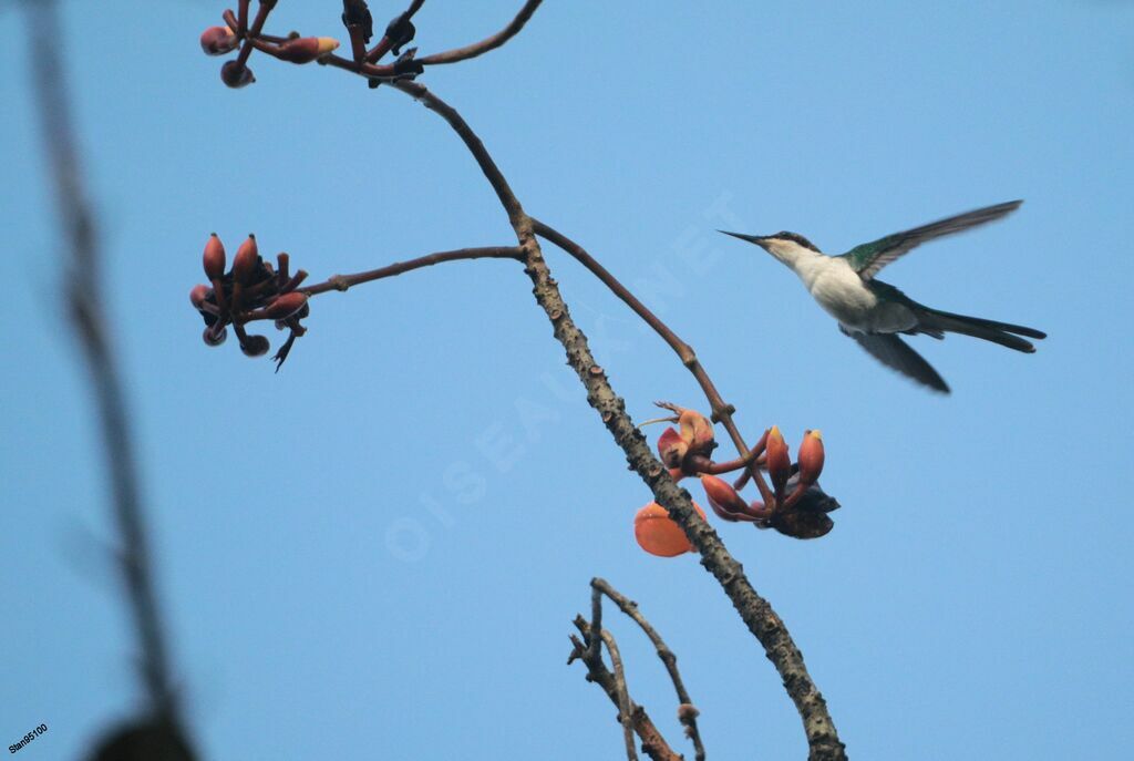 Purple-crowned Fairyadult, Flight