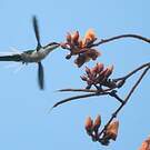 Colibri féérique