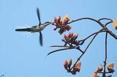 Colibri féérique