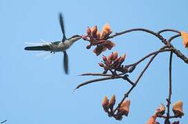 Colibri féérique