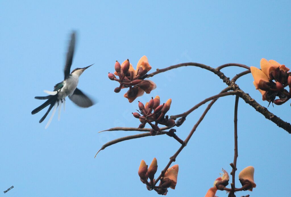 Colibri féériqueadulte, Vol