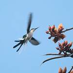 Colibri féérique