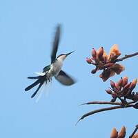 Colibri féérique