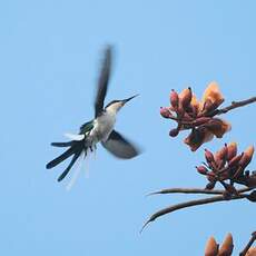 Colibri féérique