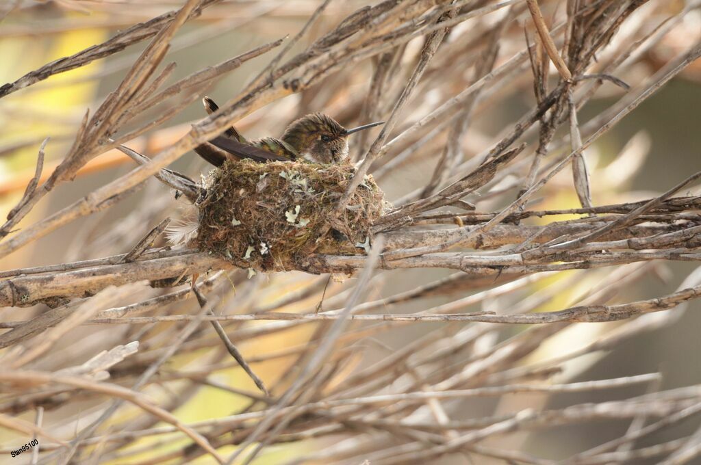 Volcano Hummingbird female adult, Reproduction-nesting