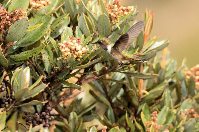 Volcano Hummingbird female adult breeding