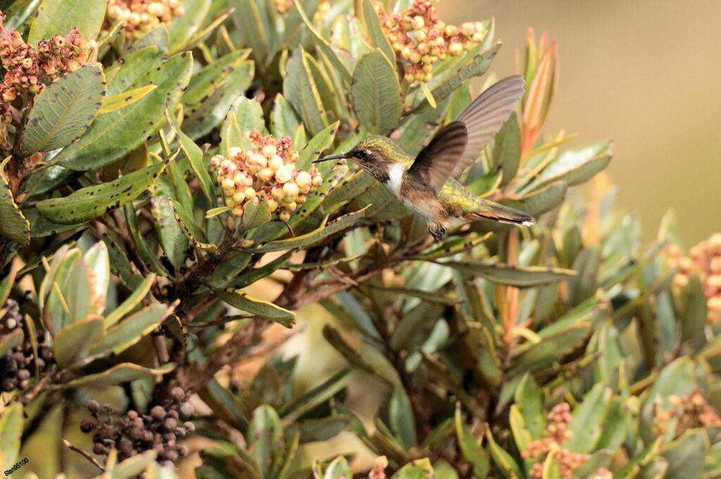 Volcano Hummingbird female adult breeding