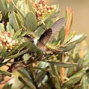 Volcano Hummingbird