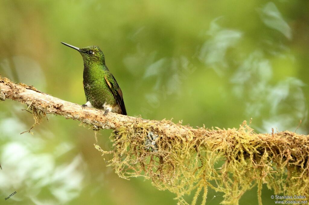 Buff-tailed Coronetadult