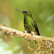 Colibri flavescent