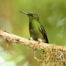 Colibri flavescent