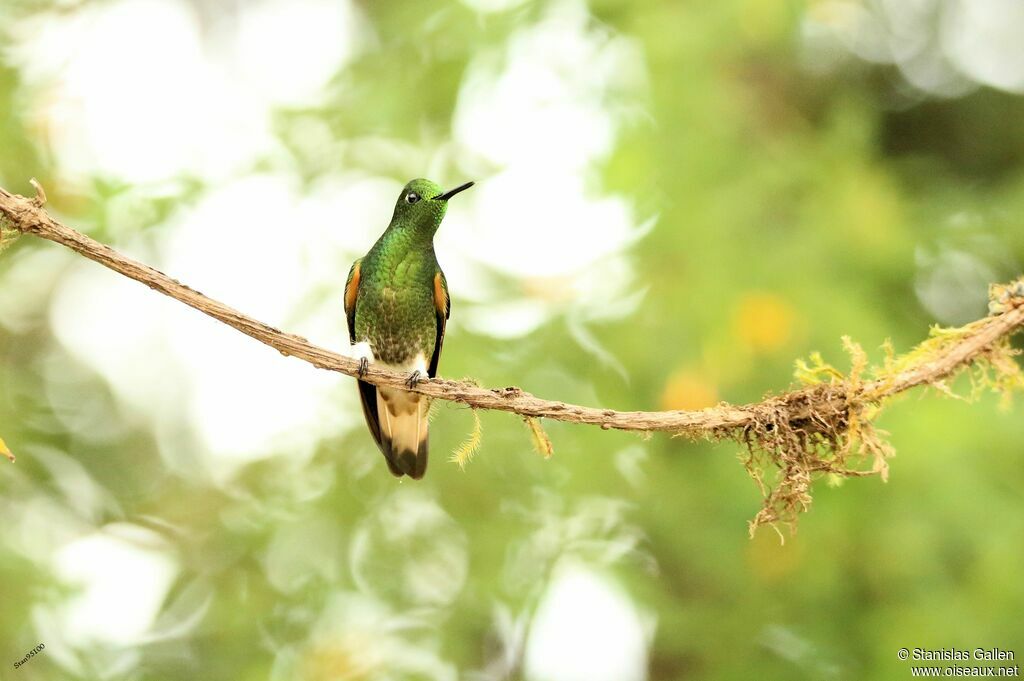 Buff-tailed Coronetadult