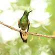 Colibri flavescent