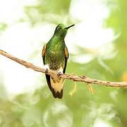 Buff-tailed Coronet