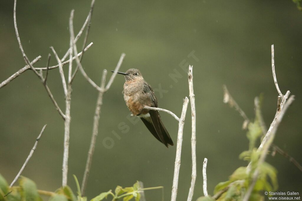 Giant Hummingbirdadult