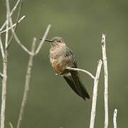 Giant Hummingbird