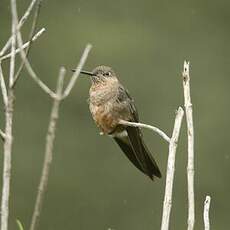 Colibri géant