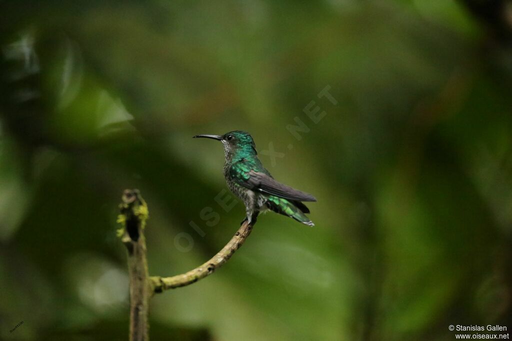 Colibri griveléadulte