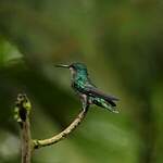 Colibri grivelé