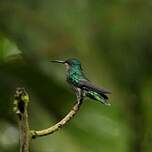 Colibri grivelé