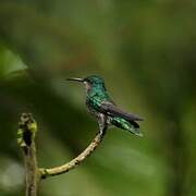 Many-spotted Hummingbird