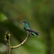 Colibri grivelé