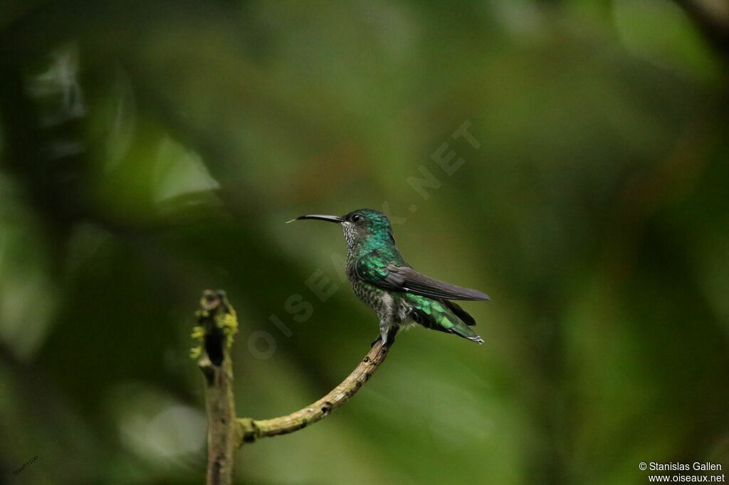 Colibri griveléadulte