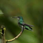 Many-spotted Hummingbird