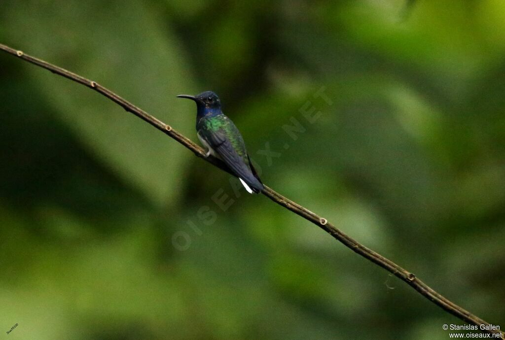 White-necked Jacobin