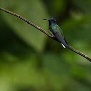 White-necked Jacobin