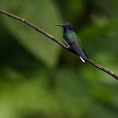 Colibri jacobin