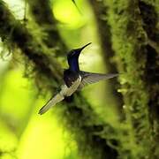 White-necked Jacobin