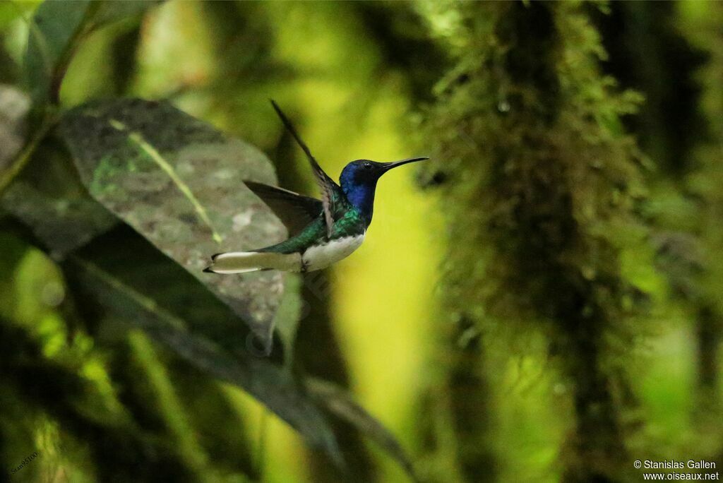 White-necked Jacobin male adult, Flight