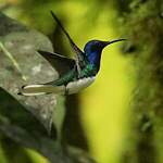 Colibri jacobin