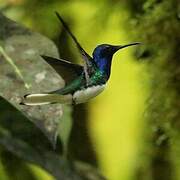 White-necked Jacobin