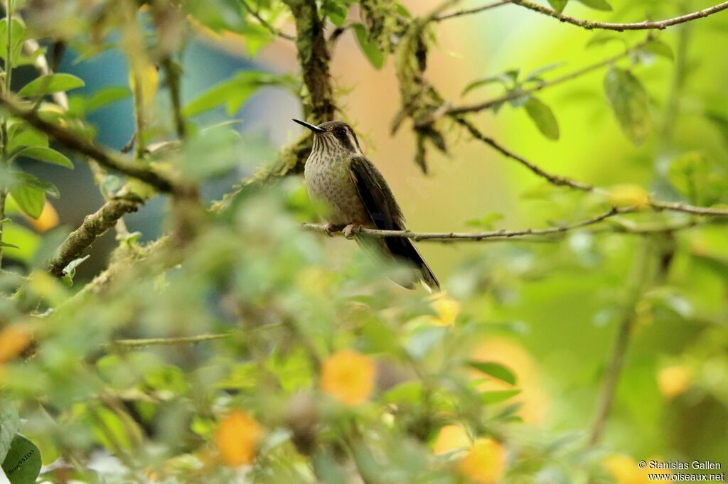 Colibri moucheté femelle adulte