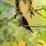 Colibri moucheté