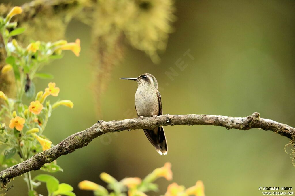 Colibri moucheté femelle adulte