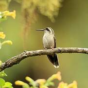 Speckled Hummingbird