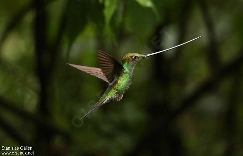 Sword-billed Hummingbirdadult, Flight