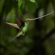 Colibri porte-épée