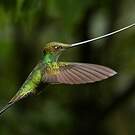 Colibri porte-épée
