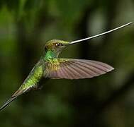 Sword-billed Hummingbird