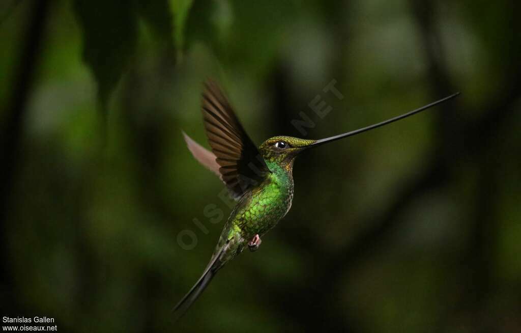 Sword-billed Hummingbirdadult, identification